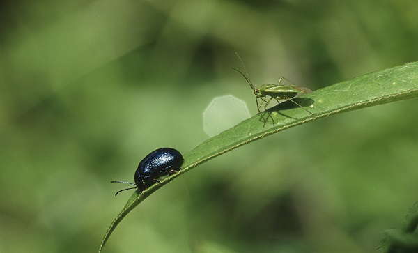 日本の夏になると出てくる「カブトムシ」,「ダンゴムシ」,「幼虫」は英語で何と言う？